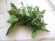 Herbal Remedies For Dermatitis